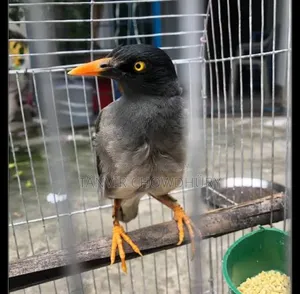 Javan Myna