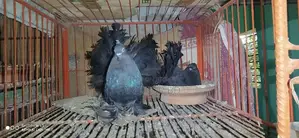 Black Lakha Running Pair