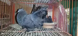 Black Lakha Running Pair