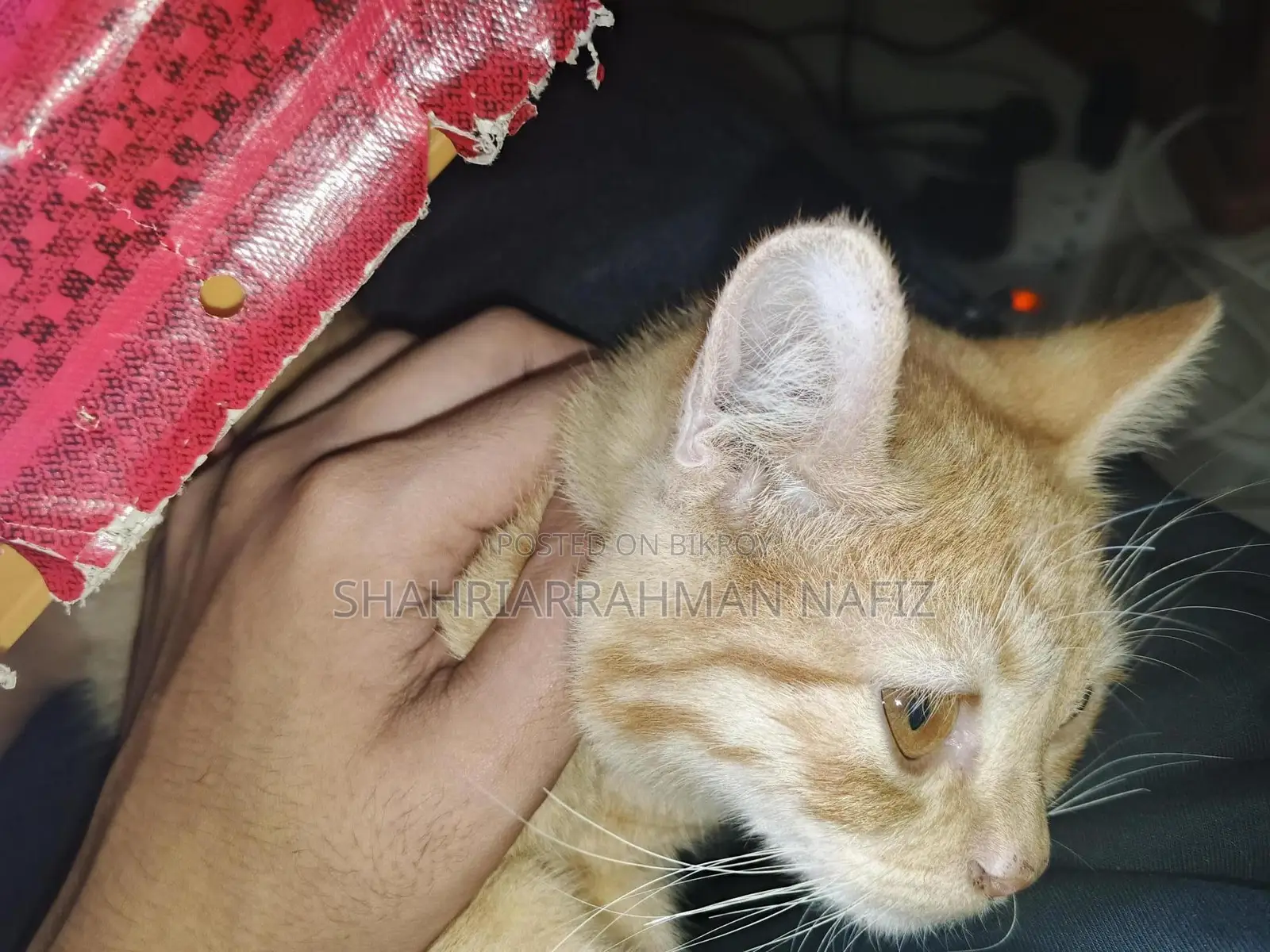 1-3 Months Female Mixed Breed Persian