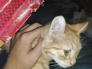 1-3 Months Female Mixed Breed Persian