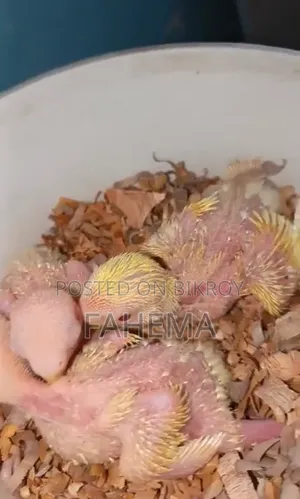 রেড হেড ওপালাইন বেবি