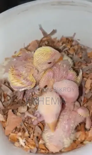 Red Head Opaline Baby