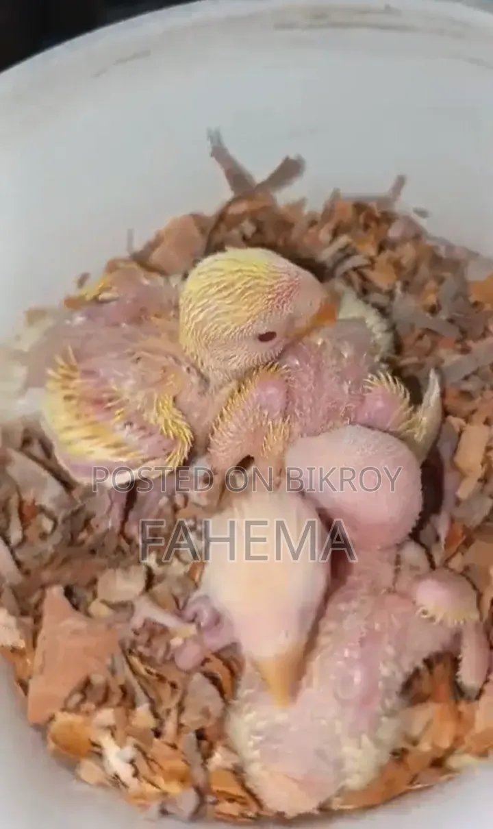 Red Head Opaline Baby