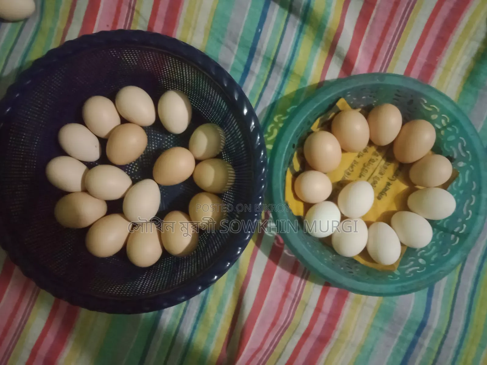 লাইট ব্রাহামা ও সিল্কি মুরগী বিজ ডিম