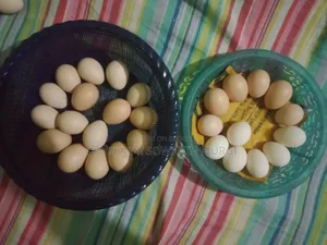 লাইট ব্রাহামা ও সিল্কি মুরগী বিজ ডিম