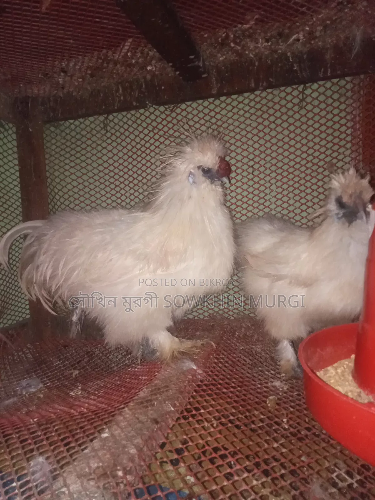 লাইট ব্রাহামা ও সিল্কি মুরগী বিজ ডিম