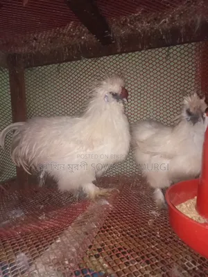 লাইট ব্রাহামা ও সিল্কি মুরগী বিজ ডিম