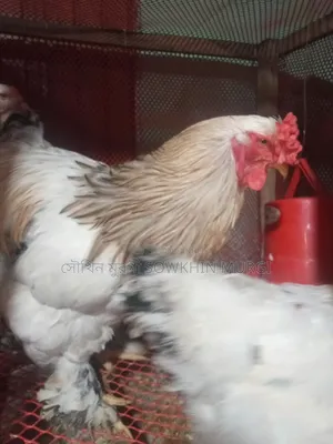 লাইট ব্রাহামা ও সিল্কি মুরগী বিজ ডিম