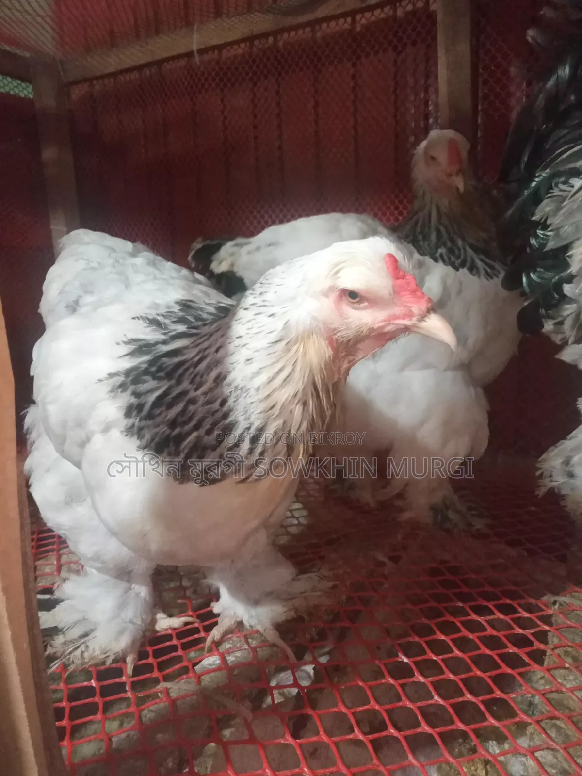 লাইট ব্রাহামা ও সিল্কি মুরগী বিজ ডিম