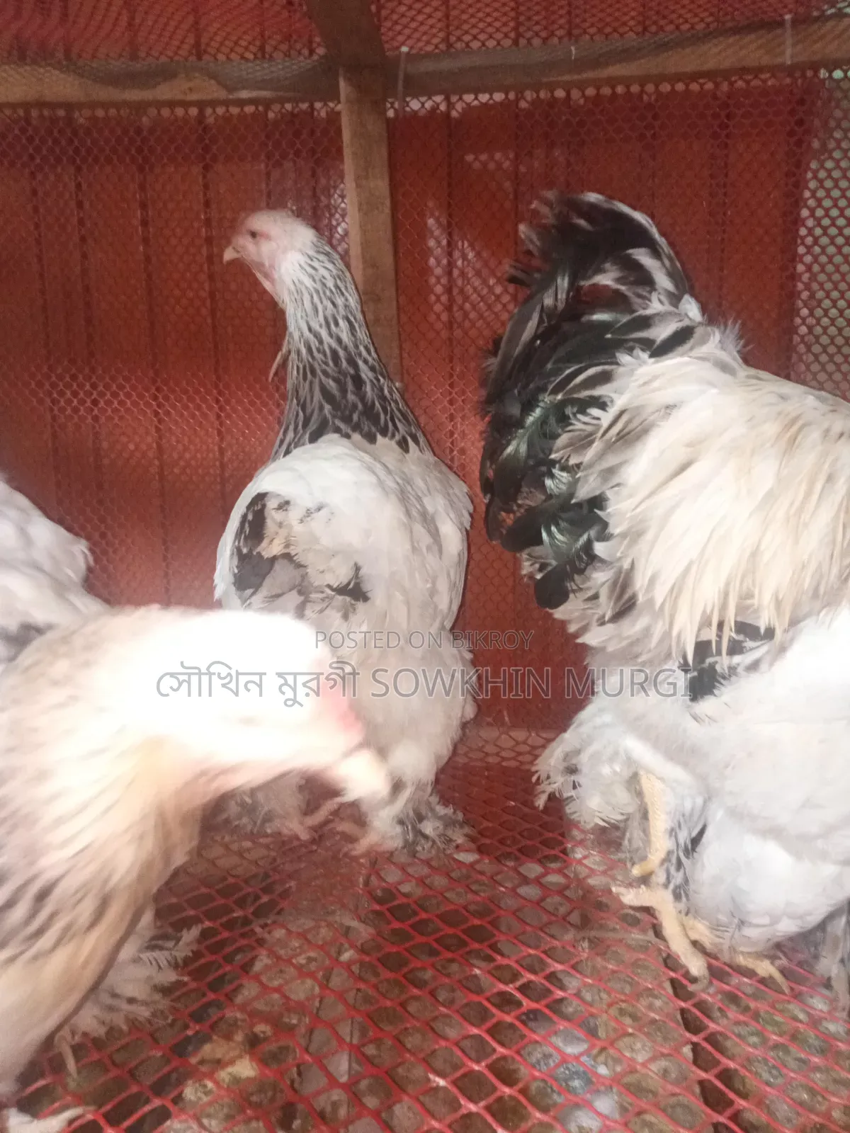 লাইট ব্রাহামা ও সিল্কি মুরগী বিজ ডিম