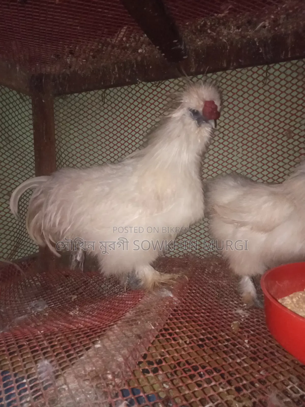 লাইট ব্রাহামা ও সিল্কি মুরগী বিজ ডিম