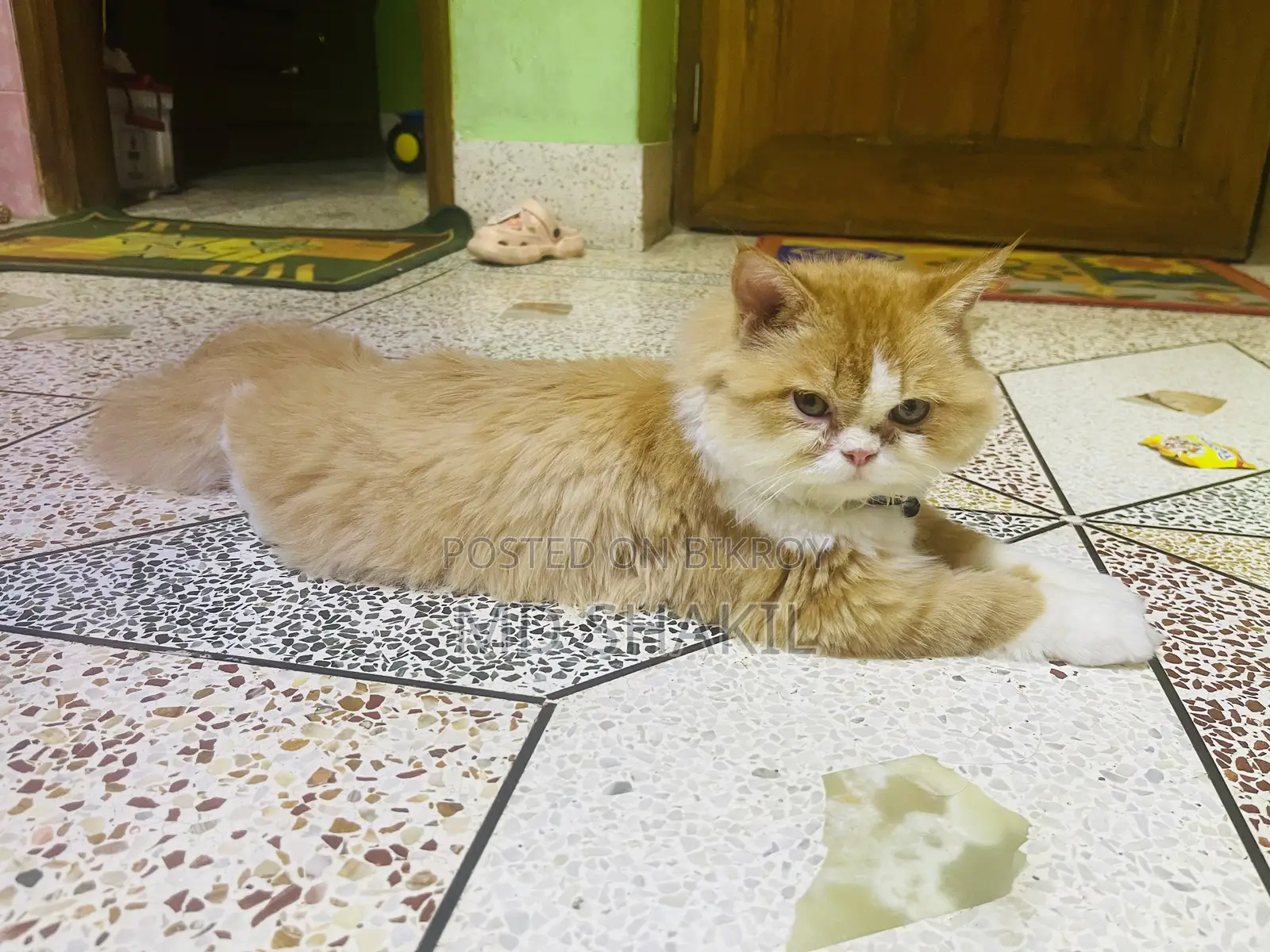 6-12 Months Female Purebred Persian