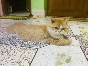 6-12 Months Female Purebred Persian