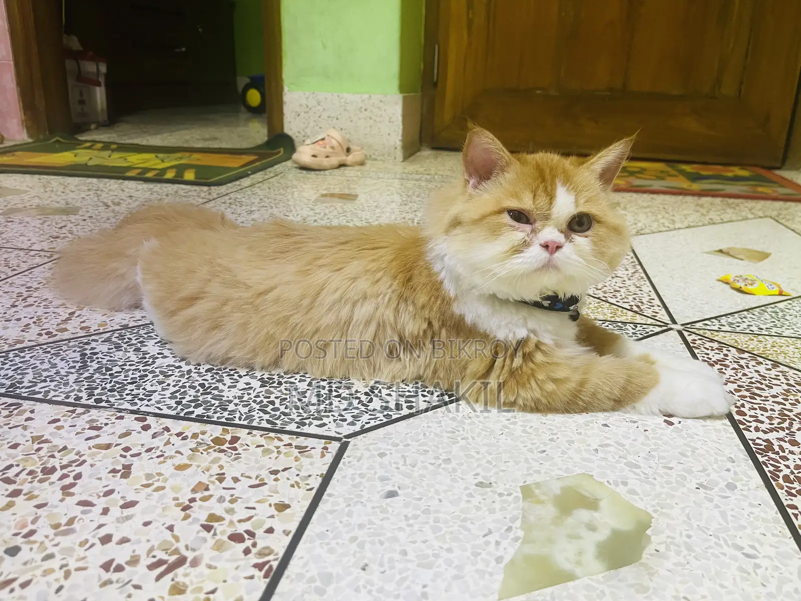 6-12 Months Female Purebred Persian