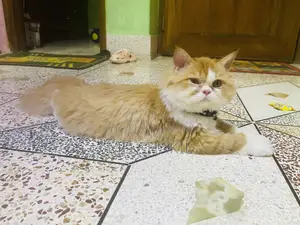 6-12 Months Female Purebred Persian