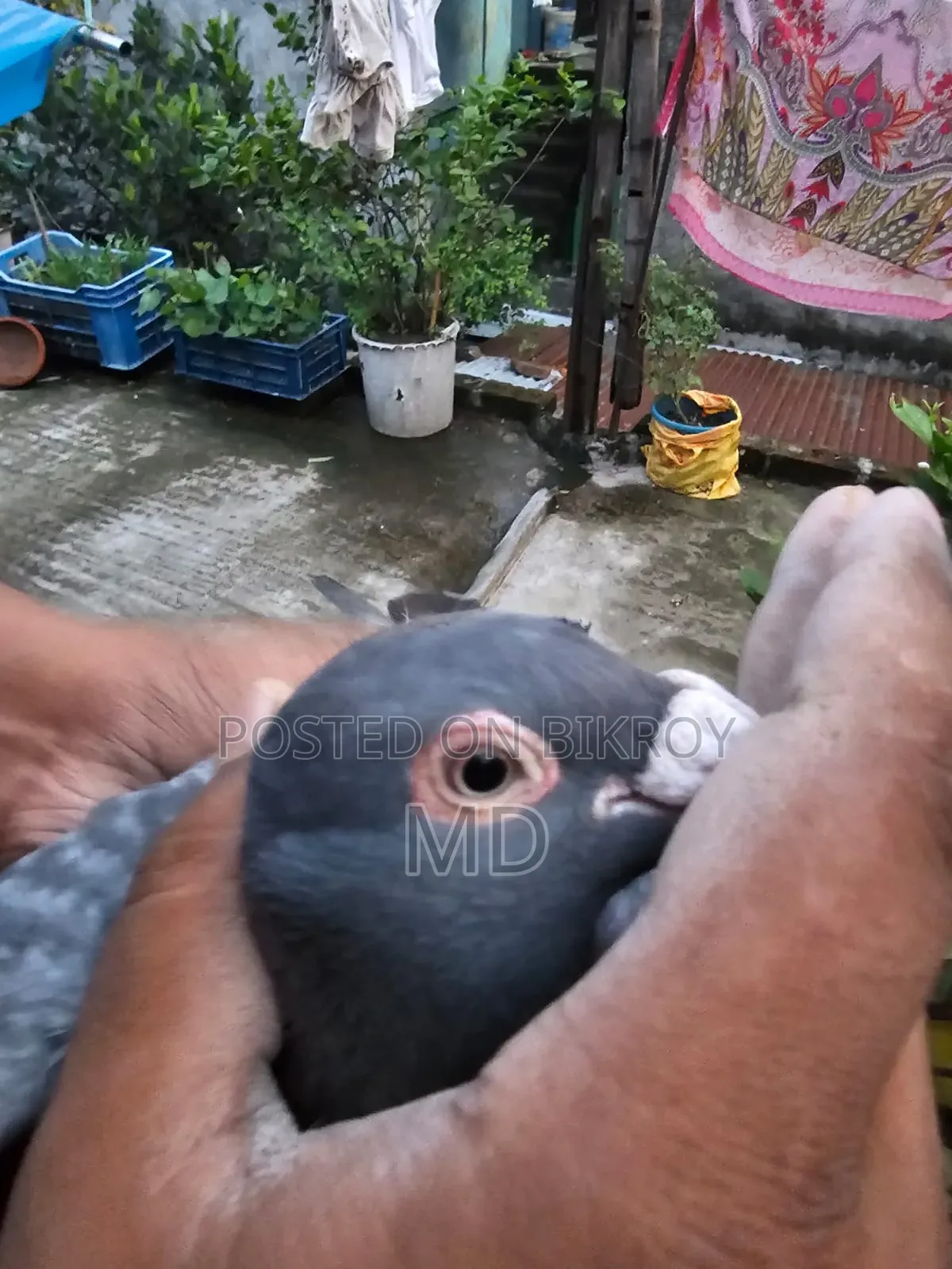Bird For Sale