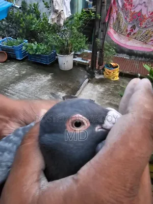 Bird For Sale