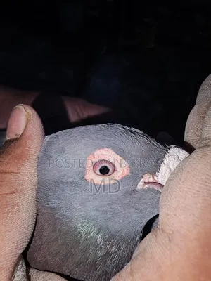 Bird For Sale