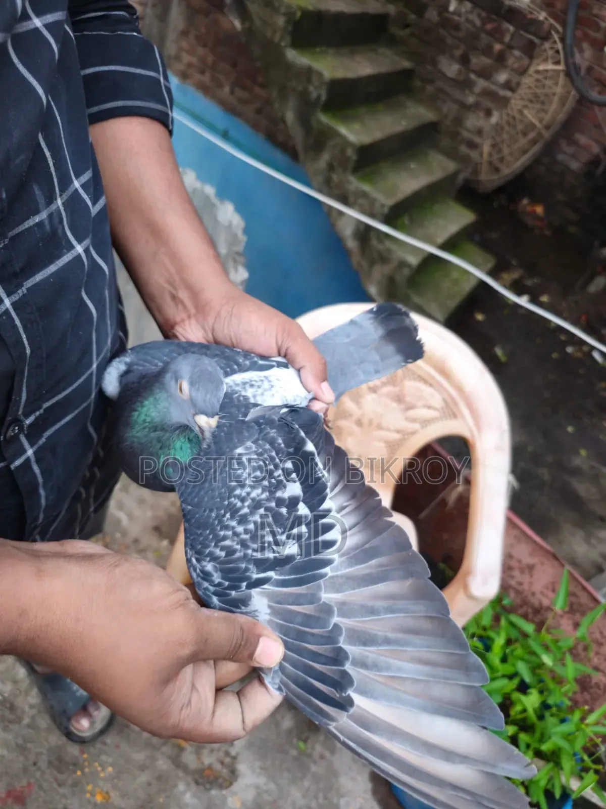 Pair of Pigeons for Sale