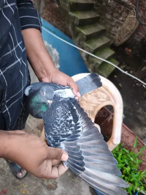 Pair of Pigeons for Sale