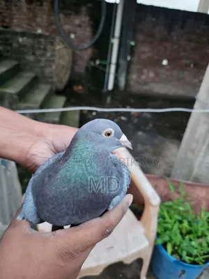 Pair of Pigeons for Sale