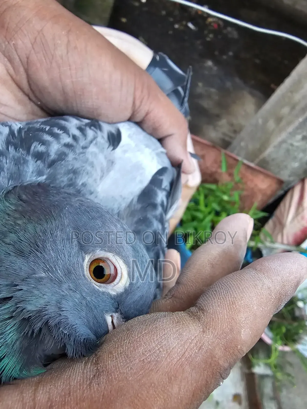 Pair of Pigeons for Sale