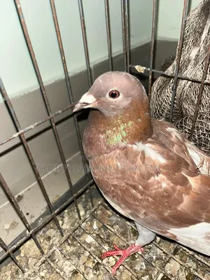3 Pigeons for sale: 2 males and 1 female. Must come to the location.