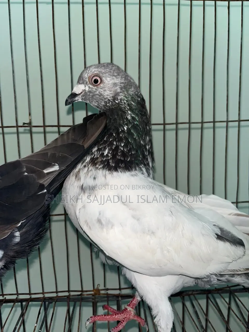 3 Pigeons for sale: 2 males and 1 female. Must come to the location.