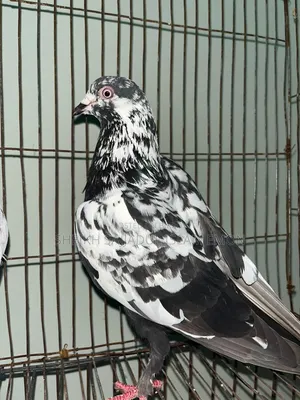 3 Pigeons for sale: 2 males and 1 female. Must come to the location.