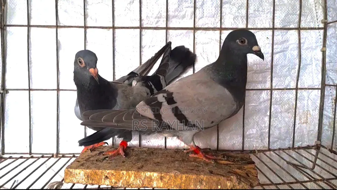 সবজি রেসার এবং চিলা কবুতর বিক্রি।