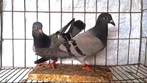 সবজি রেসার এবং চিলা কবুতর বিক্রি।