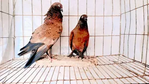 সবজি রেসার এবং চিলা কবুতর বিক্রি।