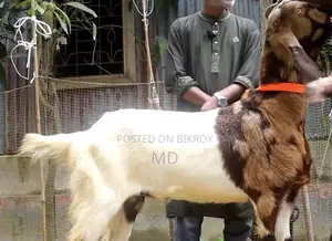 Khashi Goat for Sale