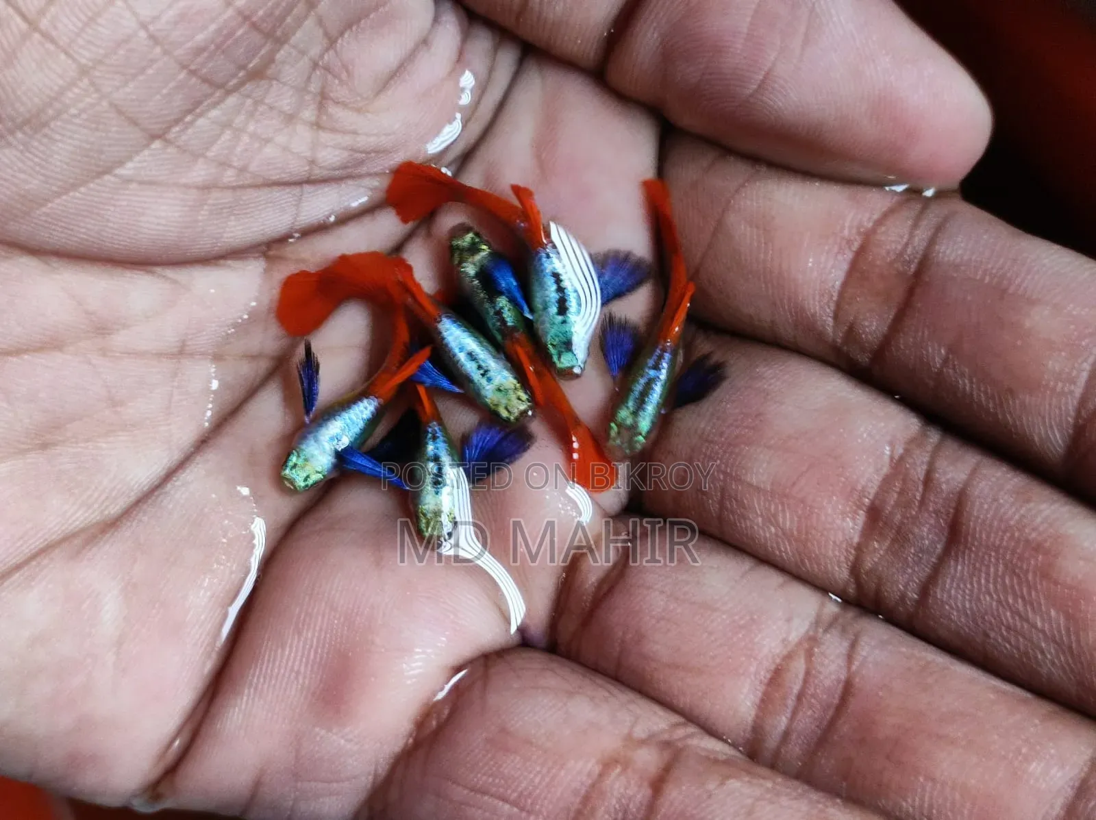 RTP Guppy Full Adults