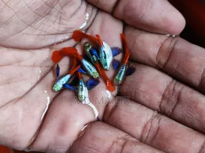 RTP Guppy Full Adults