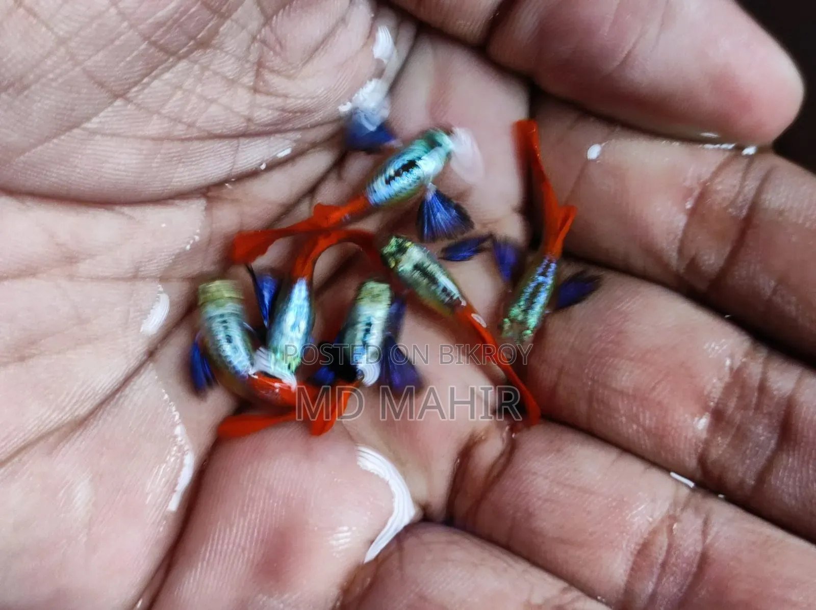 RTP Guppy Full Adults