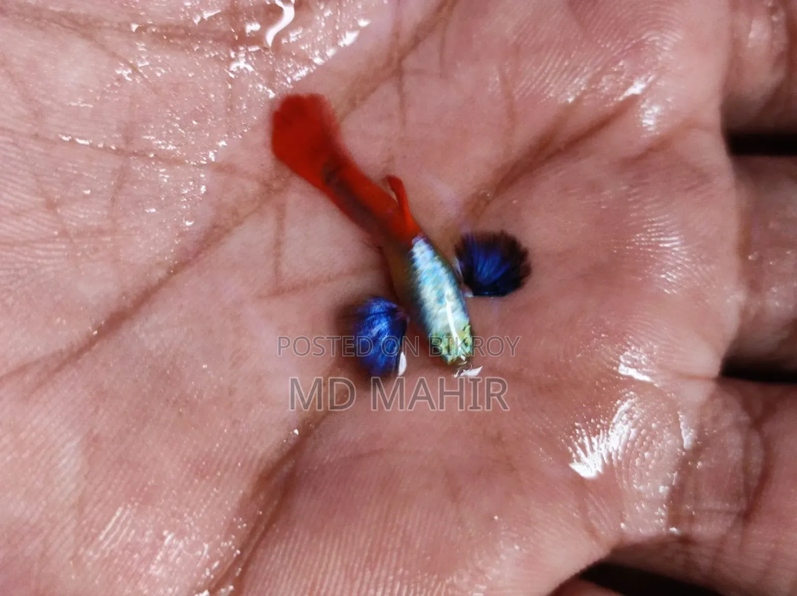 RTP Guppy Full Adults