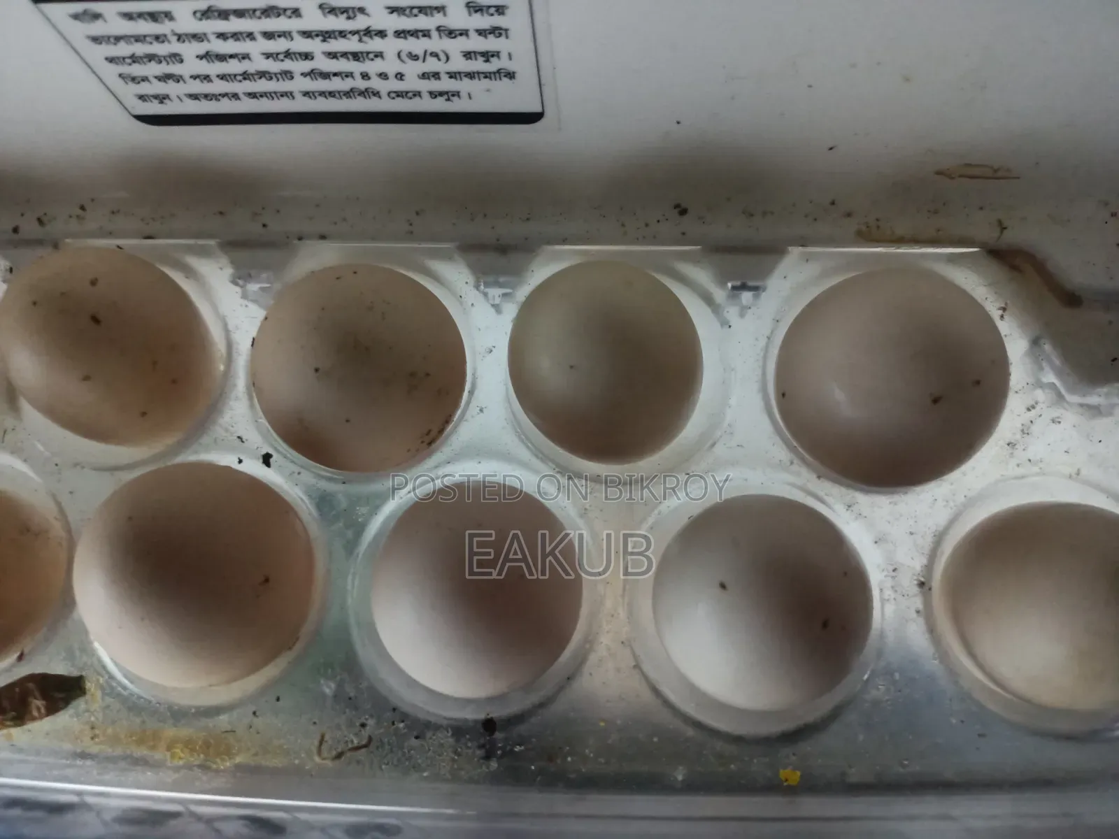 Egyptian Fayoumi Hatching Eggs