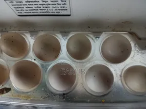 Egyptian Fayoumi Hatching Eggs