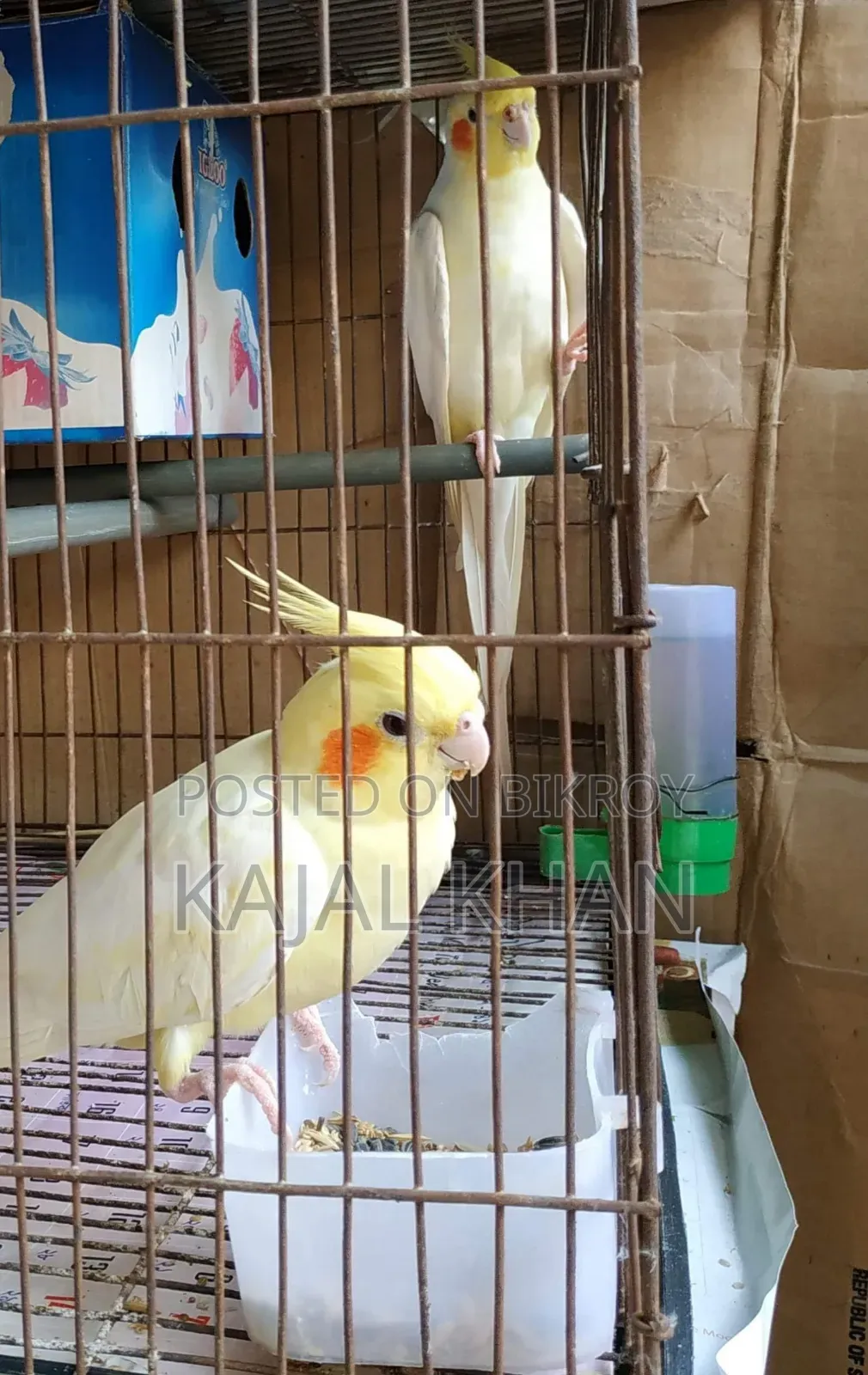 Lutino Cockatiel Pair