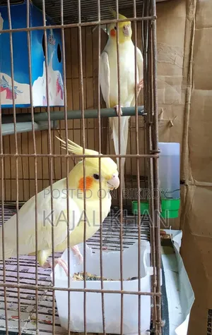 Lutino Cockatiel Pair
