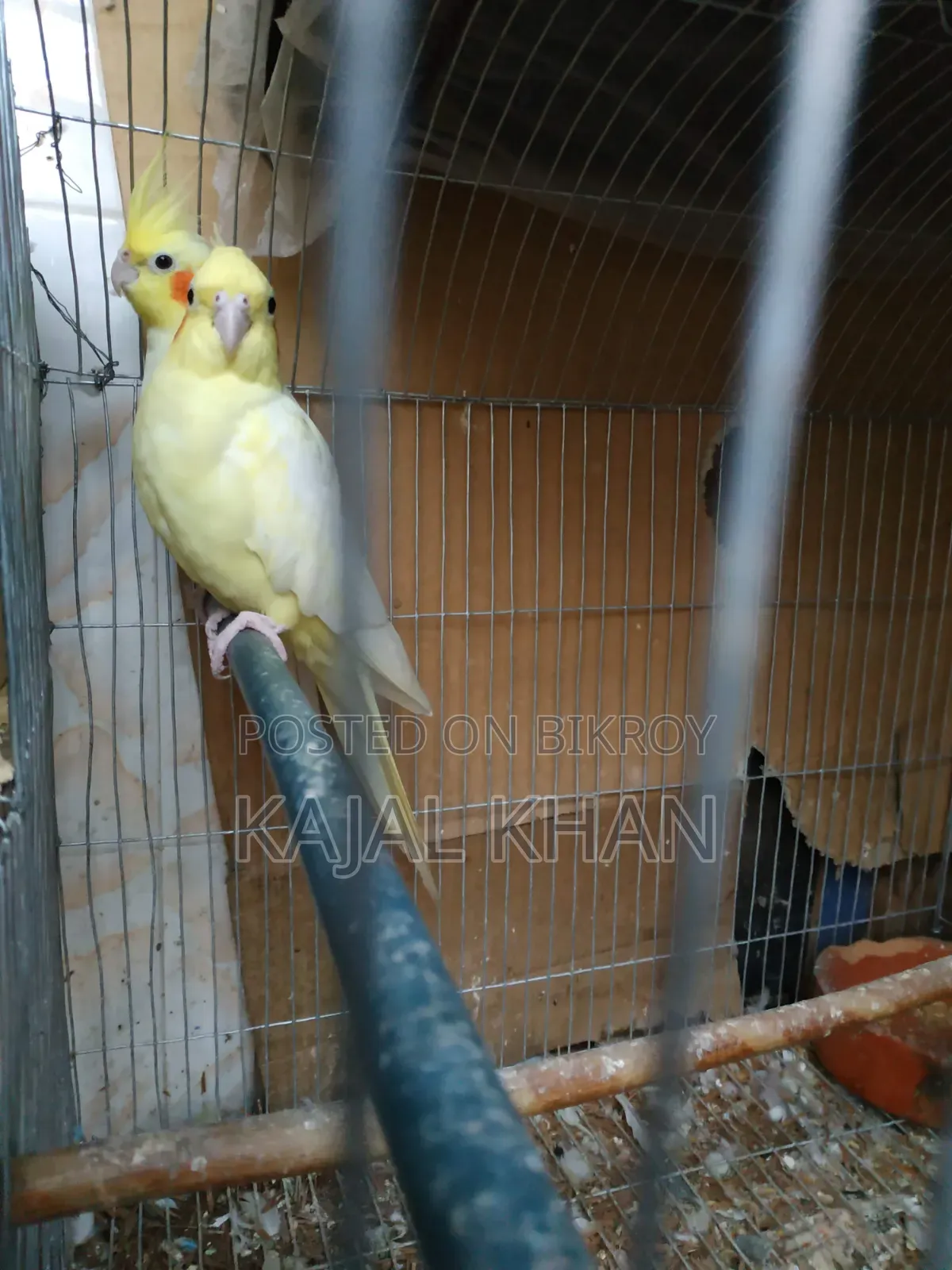 Lutino Cockatiel Pair