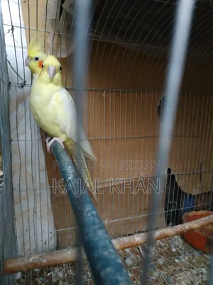 Lutino Cockatiel Pair
