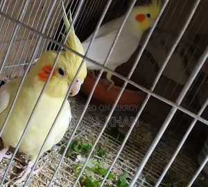 Lutino Cockatiel Pair