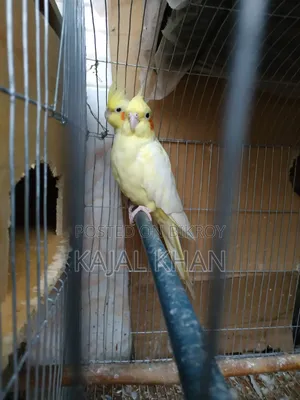 Lutino Cockatiel Pair
