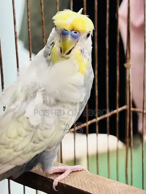 Jp Male 2 Pis