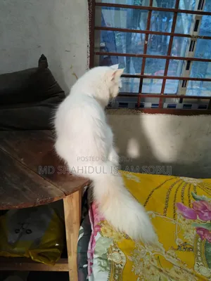 1+ Year Female Purebred Persian