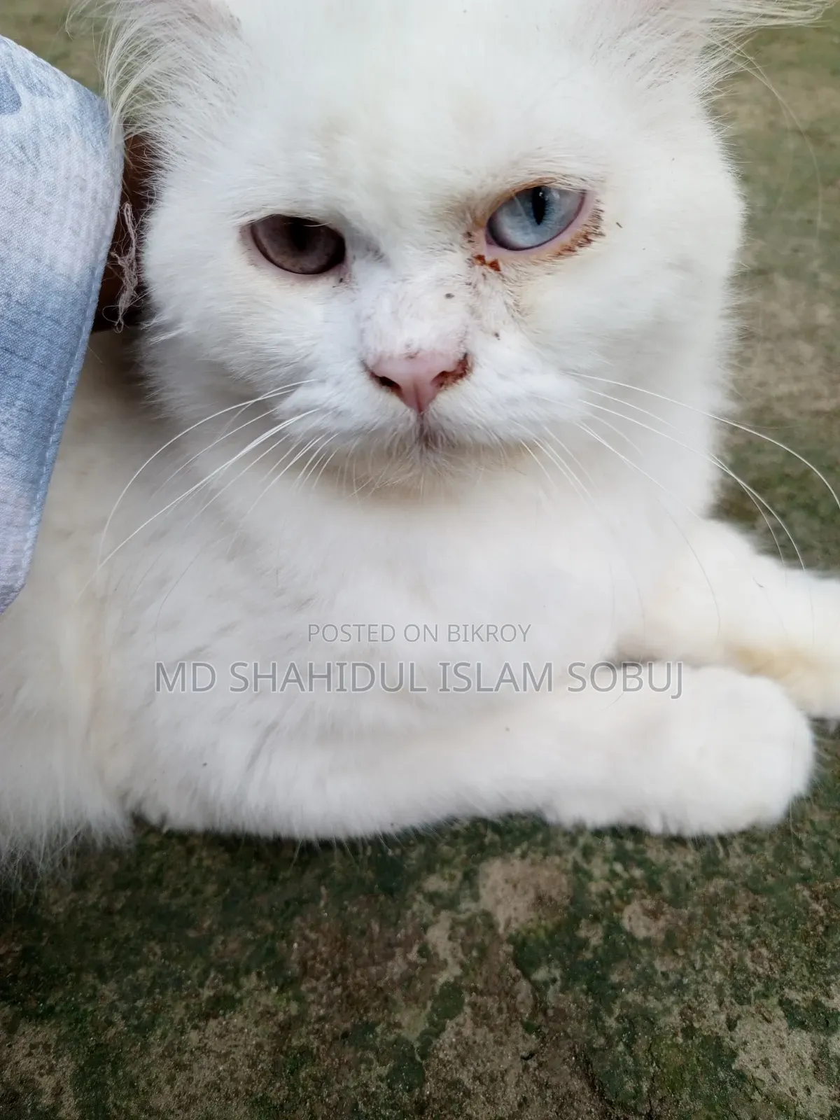 1+ Year Female Purebred Persian
