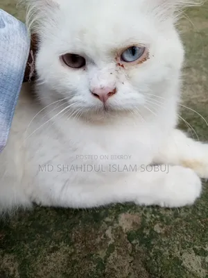 1+ Year Female Purebred Persian